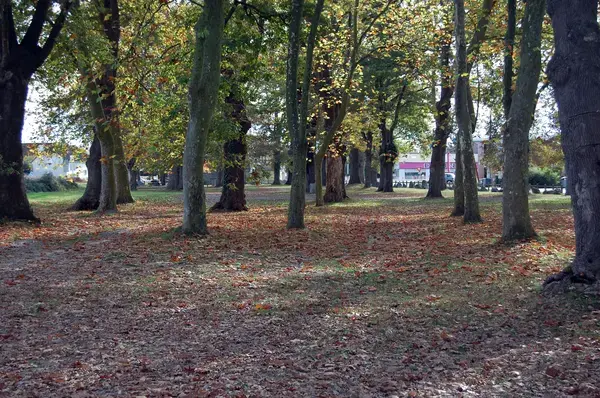 Achat Monte Escalier Monte escalier Idron